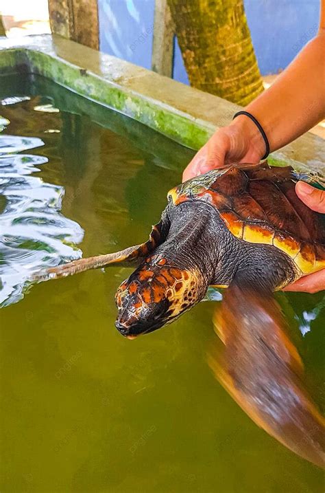 kulit penyu|Mengenal Penyu Sisik dan Penyu Hijau